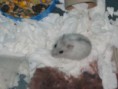 /album/hamster-do-nosso-amigo-rodrigo1820/img-0398-jpg/